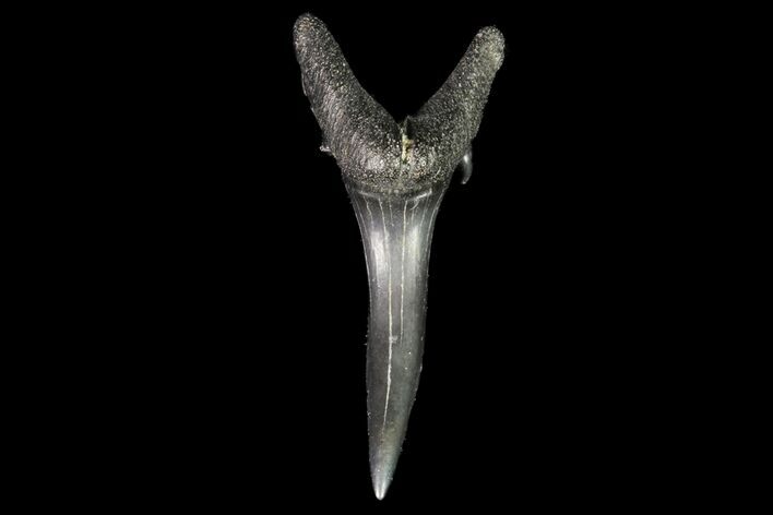 Fossil Sand Tiger Shark Tooth - Georgia #74864